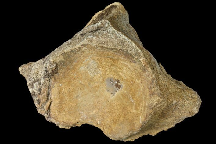 Partial Mosasaur (Platecarpus) Vertebra - Kansas #122008